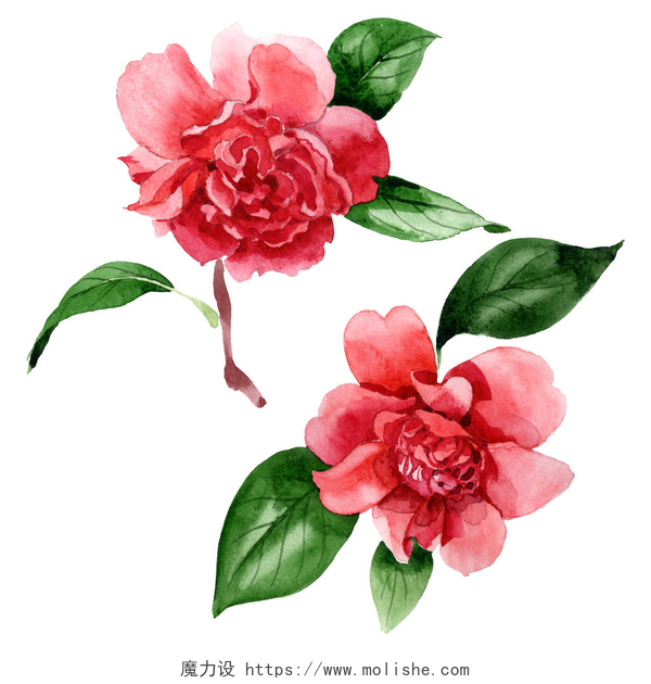 白色背景上粉色的山茶花粉红色的山茶花与绿叶隔离在白色。水彩背景插图元素.